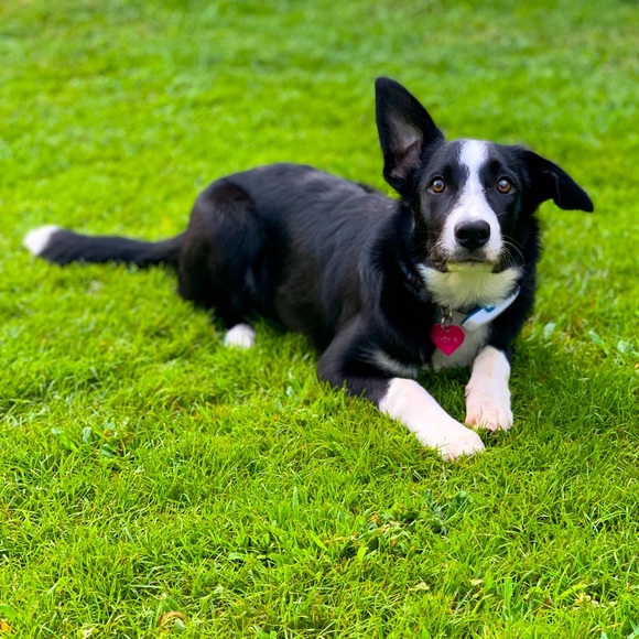 ❗️Fur Warning❗️ - Picture 3 of 6